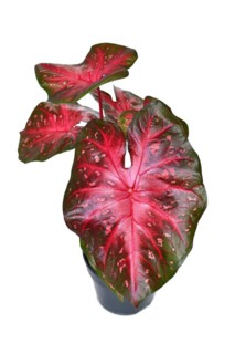 Exotic Caladium Red Flash houseplant with bright red leaves in pot on white background
