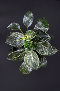 Full exotic 'Philodendron Birkin' plant with beautiful white line patterns on dark green leaves on black background