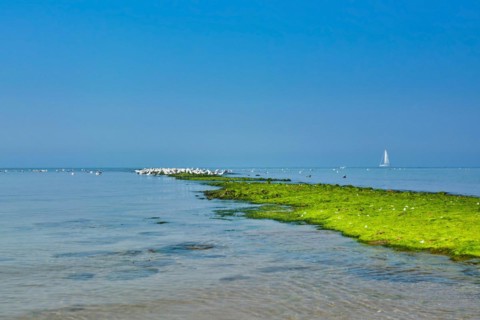 Dyke on sea covered in bright green algae with white hering seagulls gathering on summer day in front of blue sky