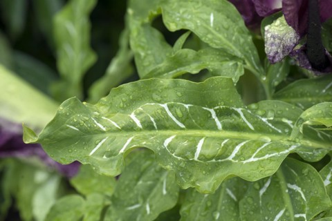 Leaf of a common dragonwort