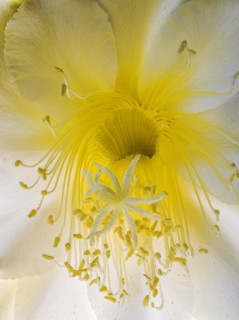 Flower of the cactus Queen of the Night