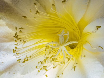Flower of the cactus Queen of the Night