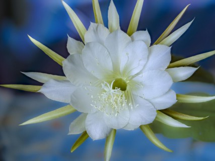Flower of the cactus Queen of the Night