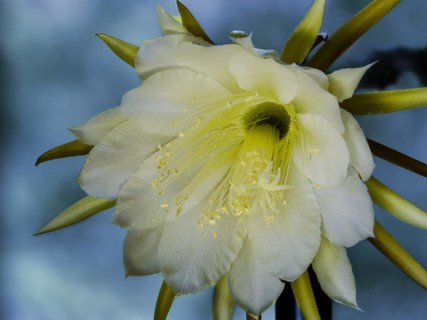 Flower of the cactus Queen of the Night