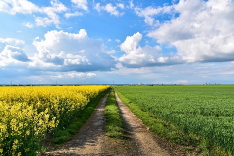 Field path between a flowering rape rock and a grain field in spring