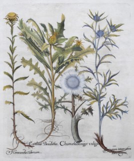 Silver and carline thistle