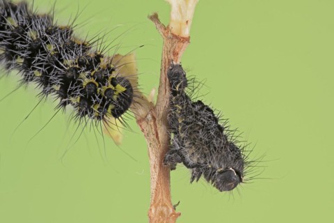 Small emperor moth