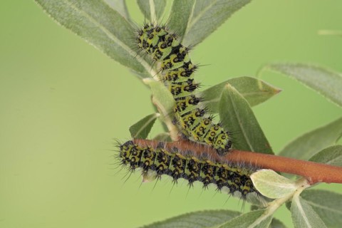 Small emperor moth