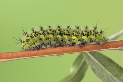 Small emperor moth