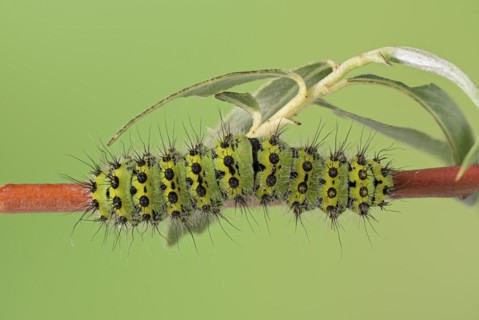 Small emperor moth