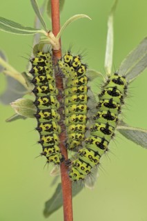 Small emperor moth