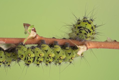 Small emperor moth