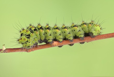 Small emperor moth
