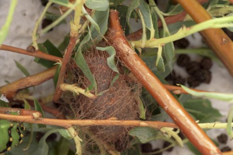 Breeding of caterpillars of the small night peacock