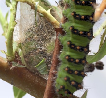 Breeding of caterpillars of the small night peacock