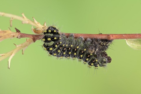 Small emperor moth