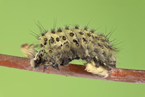 Small emperor moth