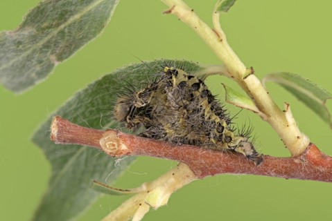 Small emperor moth