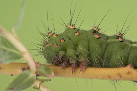 Small emperor moth
