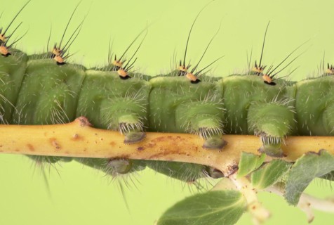 Small emperor moth