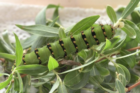 Breeding of caterpillars of the small night peacock