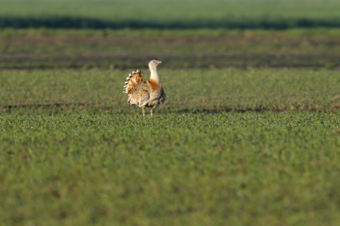 Great Bustard