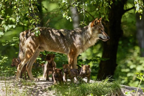 European gray wolf