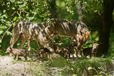 European gray wolf