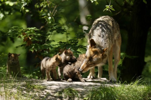 European gray wolf