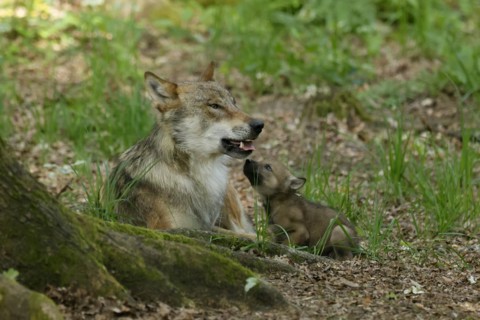 European gray wolf