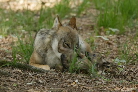 European gray wolf