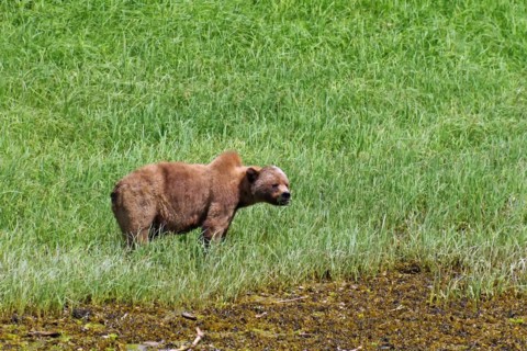 Grizzly in the meadow