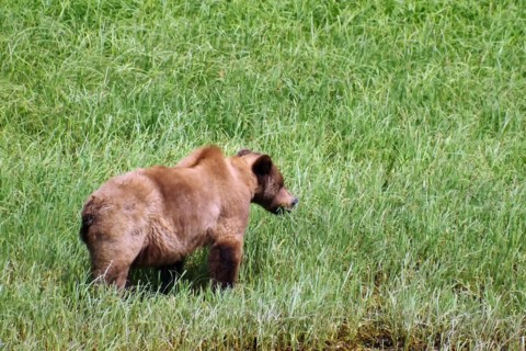 Grizzly in the meadow