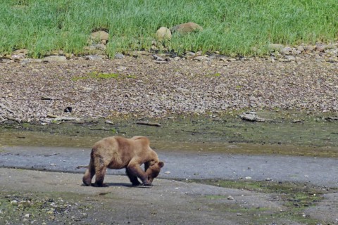 Grizzly looking for shells on the beach
