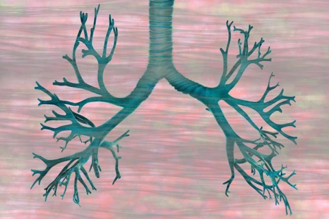 Bronchi lie in the lungs and are organs