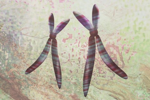 Chromosome In the chromosome lies everything important for the cells and run the metabolism