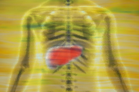 Liver The organ is responsible for metabolism