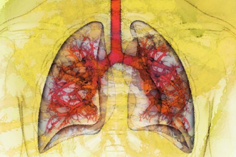 Lung 11 Lung The lung is the organ in our body that ensures that the vital oxygen from the air we breathe gets into our blood