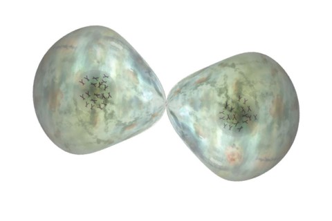 Cell division Cells often divide in living organisms