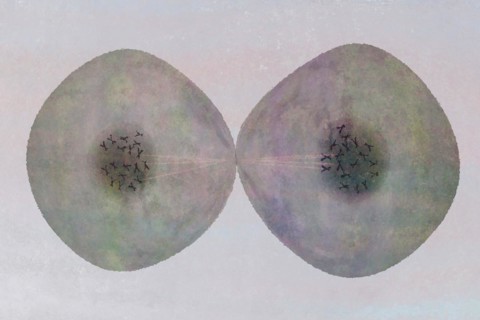 Cell division Cells often divide in living things
