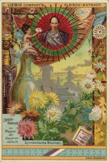 Chrysanthemum