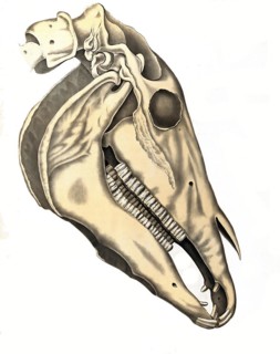 Veterinary medicine