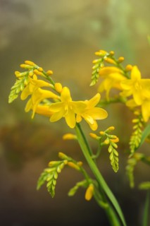 Crocosmia