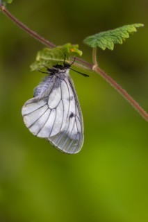 Clouded apollo