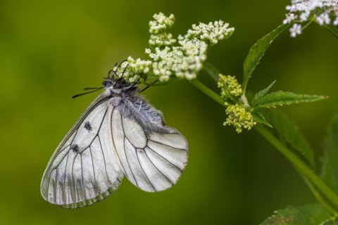 Clouded apollo