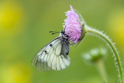 Clouded apollo