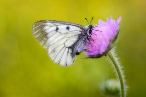 Clouded apollo