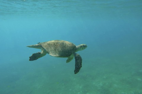 Very old-aged male Hawksbill Sea Turtle