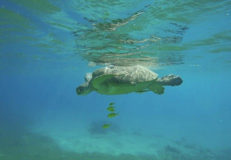 Great Green Sea Turtle