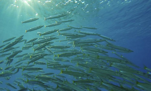 Close-up of lot of shoal of Barracuda floats in blue Ocean